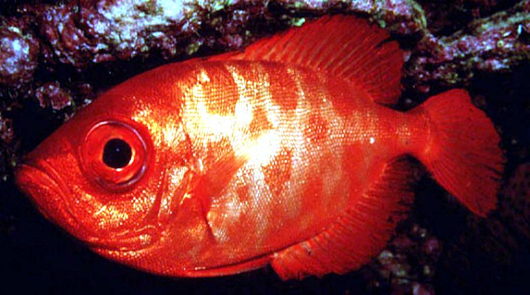 Heteropriacanthus cruentatus_03.jpg